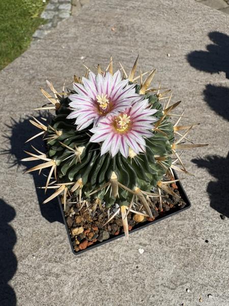 Stenocactus multicostatus